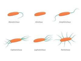 Anordnung der bakteriellen Geißeln. verschiedene Formen der Geißelung mit entsprechenden Bezeichnungen vektor