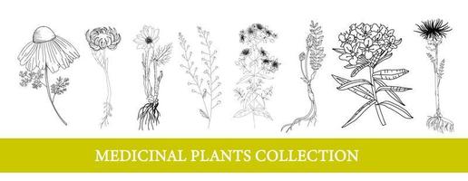 ledum, ringblomma, leuzea, kamomill. medicinsk växter vild vektor illustration botanisk illustration