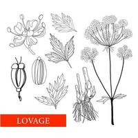 libbsticka. levasticum officinale koch. botanisk illustration. folk medicin, behandling, aromaterapi, förpackning design, fält bukett. medicinsk växter. färg bok antistress vektor illustration iso