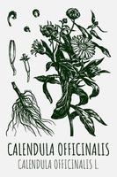 vektor ritningar av kalendula. hand dragen illustration. latin namn calendula officinalis l.