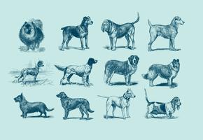Vintage blå hund illustration vektor