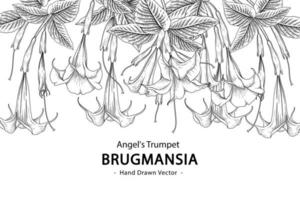 Engelstrompetenblume oder Brugmansia lokalisiert auf weißem Hintergrund vektor