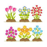 Blumen mit Erdhaufen, Boden. Gartenarbeit, Blüten pflanzen. Frühlingszeit