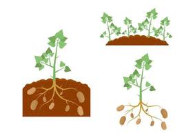 Kartoffelpflanze und Kartoffelpflanze unter der Erde vektor