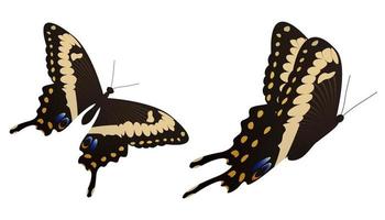 de svart makaonfjäril fjäril vektor illustration
