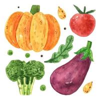 pumpa, tomat, broccoli, aubergine. vektor