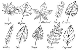 die Blätter der Bäume mit den Namen. Schwarz-Weiß-Zeichnung. Malbuch für Kinder. Vektorzeichnung von Pflanzenblättern mit Namen. vektor