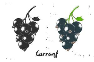 vektor graverat stil illustration för affischer, dekoration och skriva ut. hand dragen skiss av svart vinbär i svartvit och färgrik. detaljerad vegetarian mat teckning.