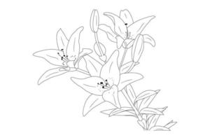 Lilie Blumen. blühende Lilie. Silhouette von Lilienblumen isoliert auf weißem Hintergrund. Vektor-Illustration. vektor