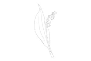 Lilie Blumen. blühende Lilie. Silhouette von Lilienblumen isoliert auf weißem Hintergrund. Vektor-Illustration. vektor