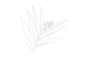 lilja blommor. blommande lilja. siluett av lilja blommor isolerad på vit bakgrund. vektor illustration.