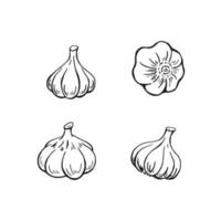 Knoblauch Umriss. hand gezeichnete vektorillustration. bauernmarktprodukt, isoliertes gemüse, gravierter bund knoblauch. vektor