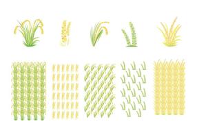 Reisfeld- und Reismustervektoren vektor