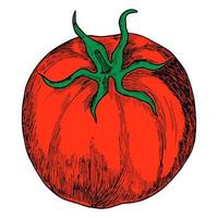 eine Tomate auf weißem Hintergrund hervorgehoben. realistische vektorillustration eigenhändig gezeichnet vektor