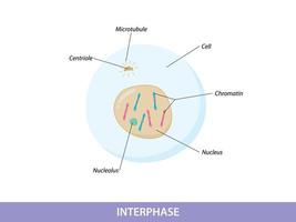 Abbildung Interphase der Mitosephase vektor