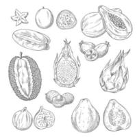vektor skiss ikoner uppsättning av exotisk tropisk frukt