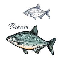 Brassen Fisch Vektor isoliert Skizzensymbol