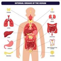 mänsklig kropp organ systemet infographic vektor