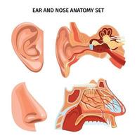 näsa och öra anatomi uppsättning vektor