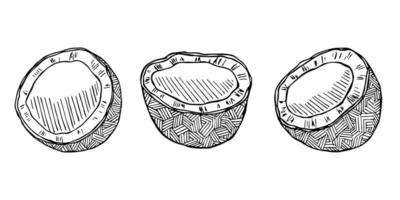 uppsättning av kokos cliparts. hand dragen nöt ikon. tropisk illustration. för skriva ut, webb, design, dekor vektor