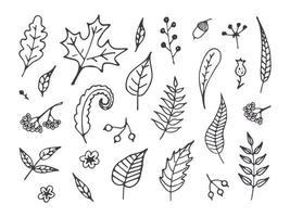 uppsättning av klotter löv och bär. svart och vit ritad för hand illustration höst skörda symboler.. vektor