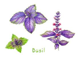 Reihe von aquarellfrischen violetten und grünen Basilikumzweigen, aromatisches Kraut zum Kochen. vektor