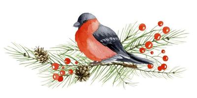 Wintervogelgimpel sitzt auf Ast mit roter Beere der Stechpalme. handgemalte aquarellillustration von pyrrhula. zeichnung von robin mit für grußkarten oder postkartendesign vektor