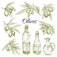 oliven, olivenölflaschen krüge vektorskizze vektor