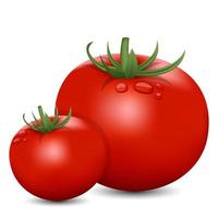 realistische Tomate lokalisiert auf weißem Hintergrund vektor
