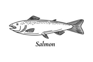 Lachsvektorskizze. handgezeichnete Vektorillustration von Fischen isoliert auf weißem Hintergrund. Retro-Stil. vektor
