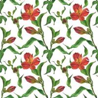Aquarell nahtloses Muster mit roten Alstroemeria-Knospen und Blumen vektor