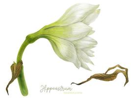 Seitenansicht der Hippeastrum-Aquarellblume vektor