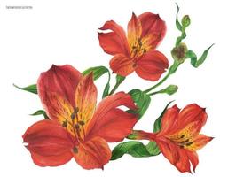 corsage bukett med röda alstroemeria blommor vektor