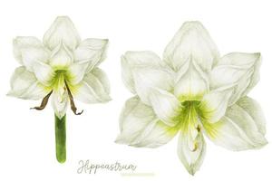 Hippeastrum-Aquarellblume in der Vorderansicht vektor