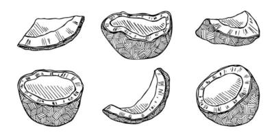 uppsättning av kokos cliparts. hand dragen nöt ikon. tropisk illustration. för skriva ut, webb, design, dekor vektor