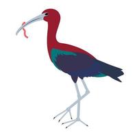 ibis, fågel arter. de nyckel innehar de mask. vektor