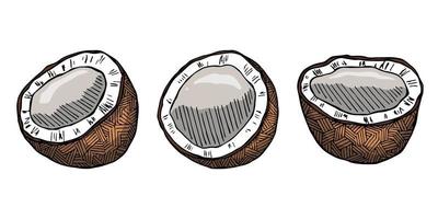 uppsättning av kokos cliparts. hand dragen nöt ikon. tropisk illustration. för skriva ut, webb, design, dekor vektor