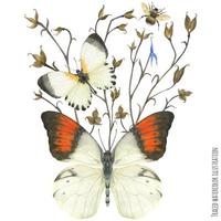 Boutonniere-Komposition mit Schmetterlingen und Pflanzen vektor
