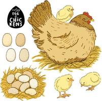 hühner und ei illustration handgezeichneter vektor