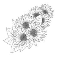 Sonnenblumen-Vektor-Umriss-Malseite mit blühenden Blütenblättern und Blättern, Blumenillustration vektor