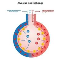 Alveolus-Gasaustausch-Vektorgrafik-Diagramm Infografik vektor