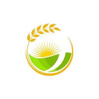 Landwirtschaft Weizen Reis Vektor Icon Design