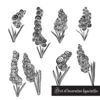 uppsättning av dekorativ element, hyacint och löv, svart och vit vektor