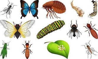 verschiedene arten von insektensammlung vektor