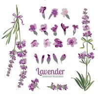 lavendel- blomma på vit bakgrund. färgrik årgång vektor illustration