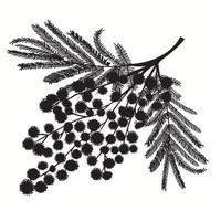 ritad för hand gren av mimosa. svart silhuett på vit bakgrund vektor