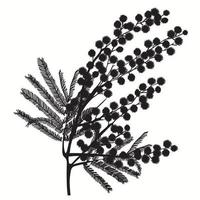 handgezeichneter Mimosenzweig. schwarze Silhouette auf weißem Hintergrund vektor