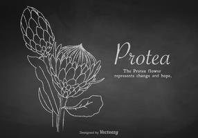 Gratis krittdragen Protea Vector