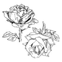 handgezeichnete Rose. Vektor-Illustration. Rose im Vintage-Tattoo-Stil. Blumenmotivskizze für Design. Tintenillustration isoliert. vektor