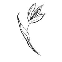 Tuschezeichnung einer Blume. isoliert auf weißem Hintergrund. vektor